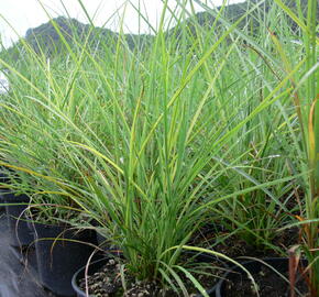 Ozdobnice čínská 'Undine' - Miscanthus sinensis 'Undine'