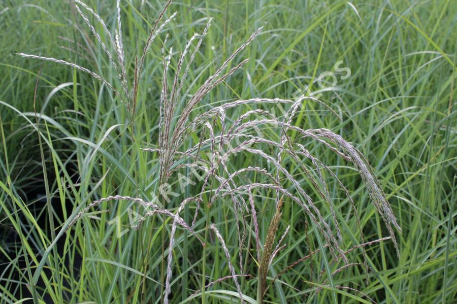 Ozdobnice čínská 'Undine' - Miscanthus sinensis 'Undine'
