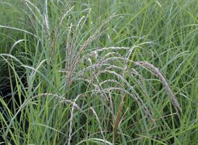 Ozdobnice čínská 'Undine' - Miscanthus sinensis 'Undine'