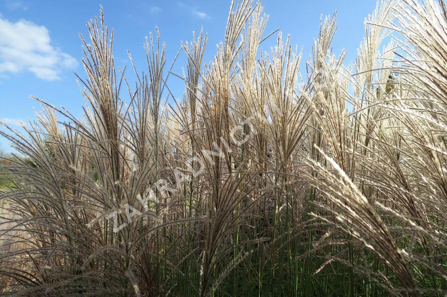 Ozdobnice čínská 'Undine' - Miscanthus sinensis 'Undine'
