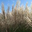 Ozdobnice čínská 'Undine' - Miscanthus sinensis 'Undine'