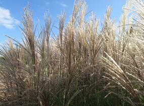 Ozdobnice čínská 'Undine' - Miscanthus sinensis 'Undine'