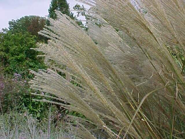 Ozdobnice čínská 'Sarabande' - Miscanthus sinensis 'Sarabande'