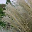 Ozdobnice čínská 'Sarabande' - Miscanthus sinensis 'Sarabande'