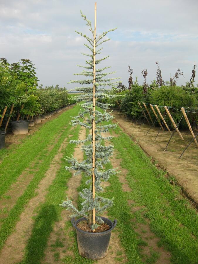 Cedr libanonský 'Glauca' - Cedrus libani 'Glauca'