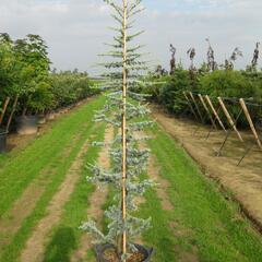 Cedr libanonský 'Glauca' - Cedrus libani 'Glauca'
