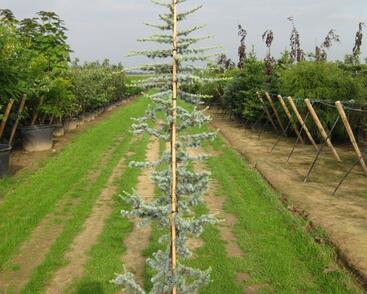 Cedr libanonský 'Glauca'