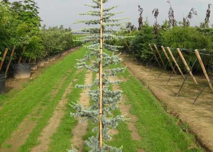 Cedr libanonský 'Glauca' - Cedrus libani 'Glauca'