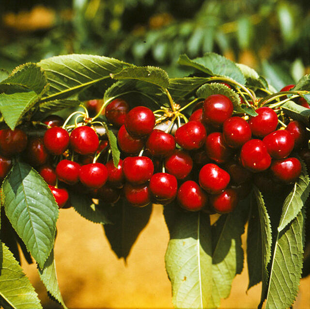 Třešeň středně raná - chrupka 'Van' - Prunus avium 'Van'