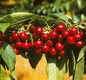 Třešeň středně raná - chrupka 'Van' - Prunus avium 'Van'