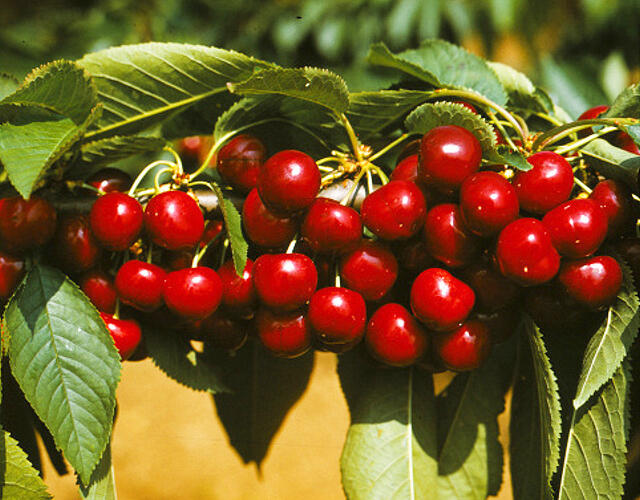 Třešeň středně raná - chrupka 'Van' - Prunus avium 'Van'