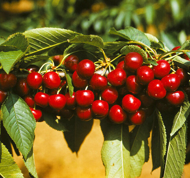 Třešeň středně raná chrupka 'Van' - Prunus avium 'Van'