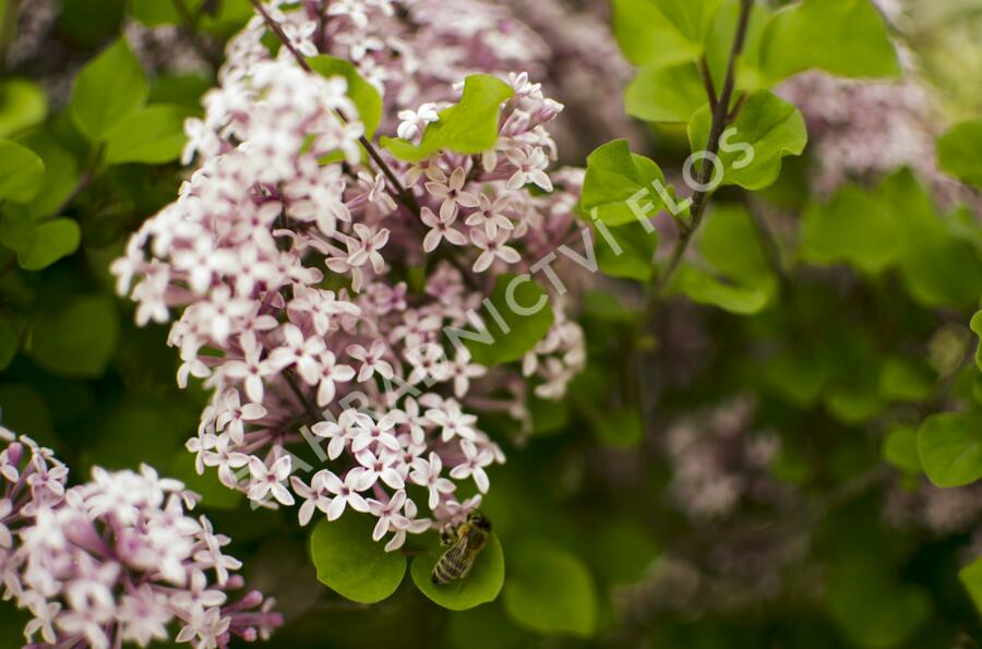 Šeřík Meyerův 'Palibin' - Syringa meyeri 'Palibin'