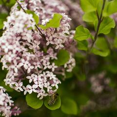 Šeřík Meyerův 'Palibin' - Syringa meyeri 'Palibin'