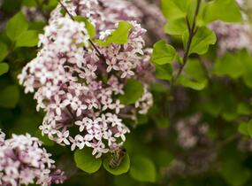 Šeřík Meyerův 'Palibin' - Syringa meyeri 'Palibin'