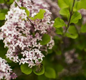 Šeřík Meyerův 'Palibin' - Syringa meyeri 'Palibin'