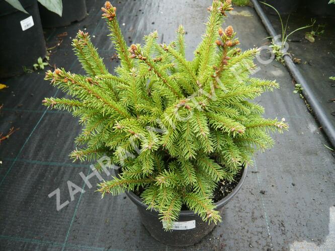 Smrk ztepilý 'Maxwellii' - Picea abies 'Maxwellii'