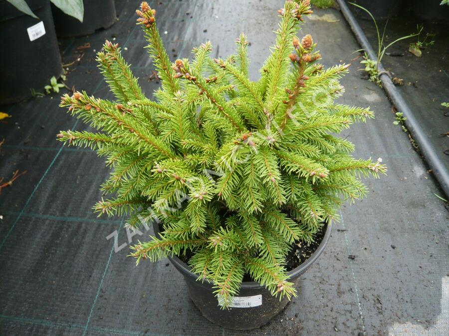 Smrk ztepilý 'Maxwellii' - Picea abies 'Maxwellii'