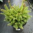 Smrk ztepilý 'Maxwellii' - Picea abies 'Maxwellii'