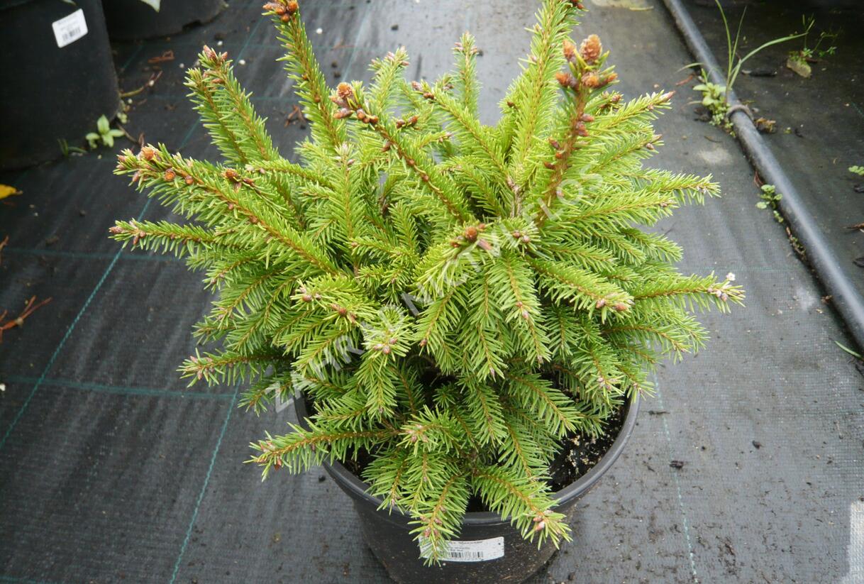 Smrk ztepilý 'Maxwellii' - Picea abies 'Maxwellii'