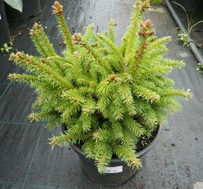 Smrk ztepilý 'Maxwellii' - Picea abies 'Maxwellii'