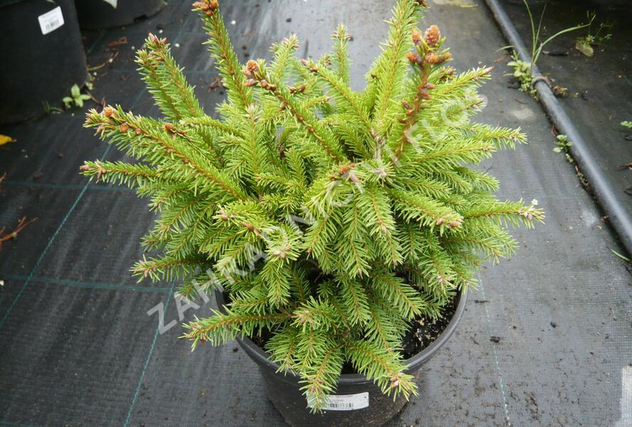 Smrk ztepilý 'Maxwellii' - Picea abies 'Maxwellii'