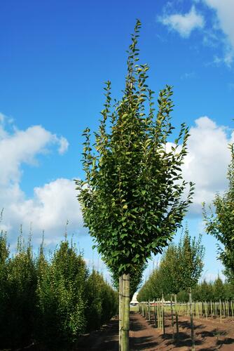 Habr obecný 'Fastigiata' - Carpinus betulus 'Fastigiata'