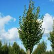 Habr obecný 'Fastigiata' - Carpinus betulus 'Fastigiata'