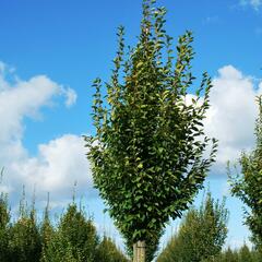 Habr obecný 'Fastigiata' - Carpinus betulus 'Fastigiata'