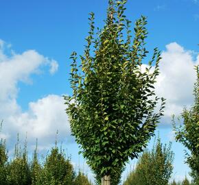 Habr obecný 'Fastigiata' - Carpinus betulus 'Fastigiata'