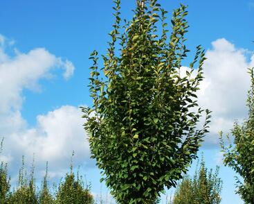 Habr obecný 'Fastigiata'