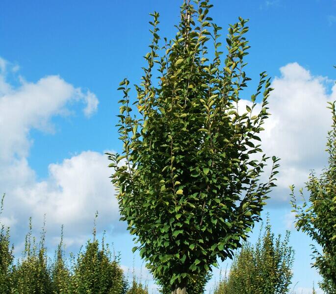 Habr obecný 'Fastigiata' - Carpinus betulus 'Fastigiata'