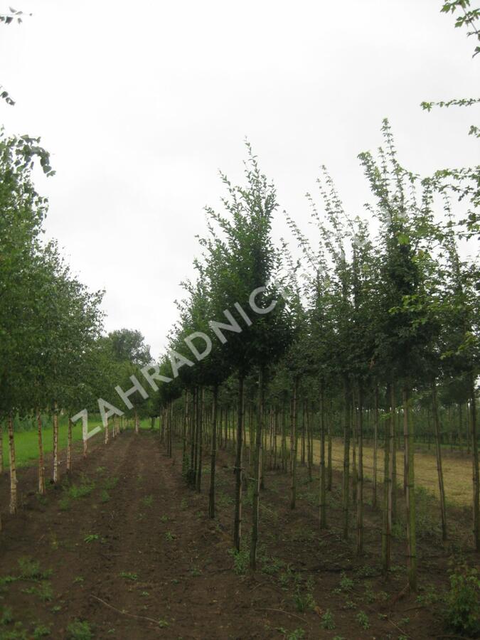 Habr obecný 'Fastigiata' - Carpinus betulus 'Fastigiata'