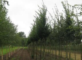Habr obecný 'Fastigiata' - Carpinus betulus 'Fastigiata'