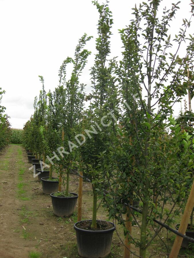 Habr obecný 'Fastigiata' - Carpinus betulus 'Fastigiata'