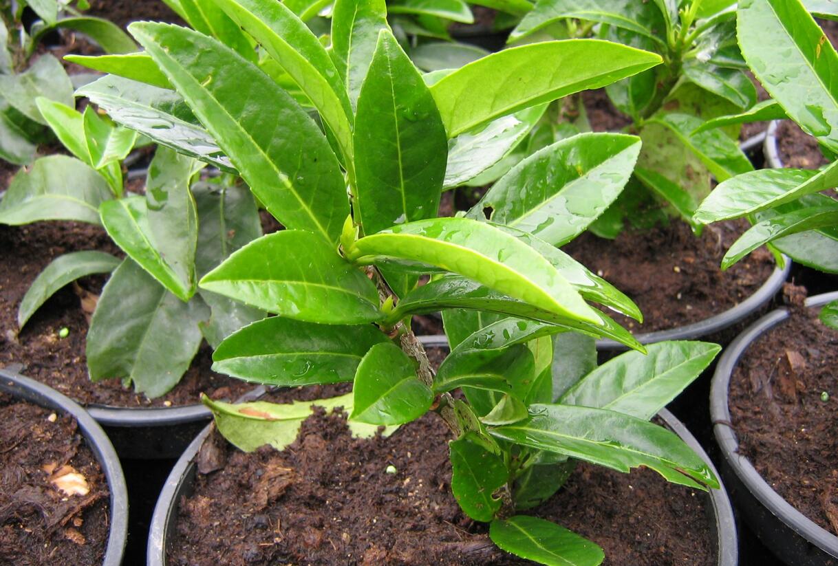 Bobkovišeň lékařská 'Mount Vernon' - Prunus laurocerasus 'Mount Vernon'