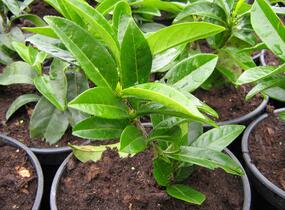 Bobkovišeň lékařská 'Mount Vernon' - Prunus laurocerasus 'Mount Vernon'