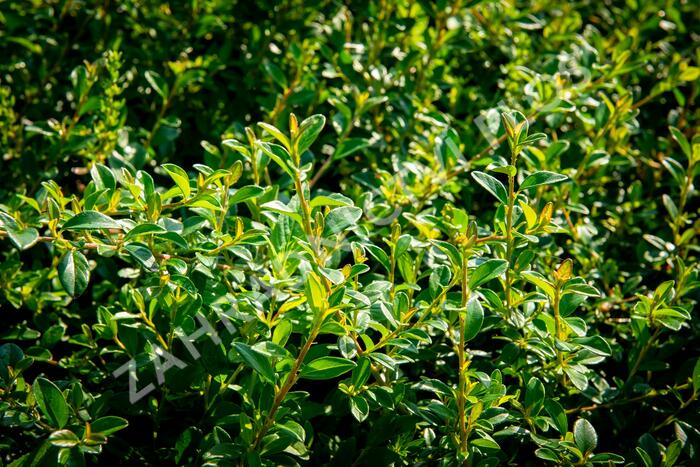 Skalník 'Little Beauty' - Cotoneaster x suecicus 'Little Beauty'