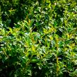 Skalník 'Little Beauty' - Cotoneaster x suecicus 'Little Beauty'
