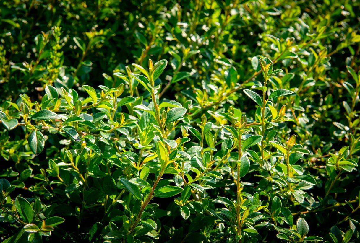 Skalník 'Little Beauty' - Cotoneaster x suecicus 'Little Beauty'
