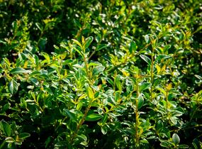 Skalník 'Little Beauty' - Cotoneaster x suecicus 'Little Beauty'