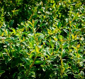 Skalník 'Little Beauty' - Cotoneaster x suecicus 'Little Beauty'