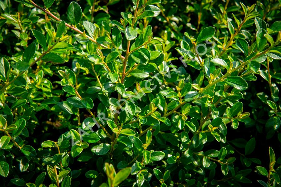 Skalník 'Little Beauty' - Cotoneaster x suecicus 'Little Beauty'