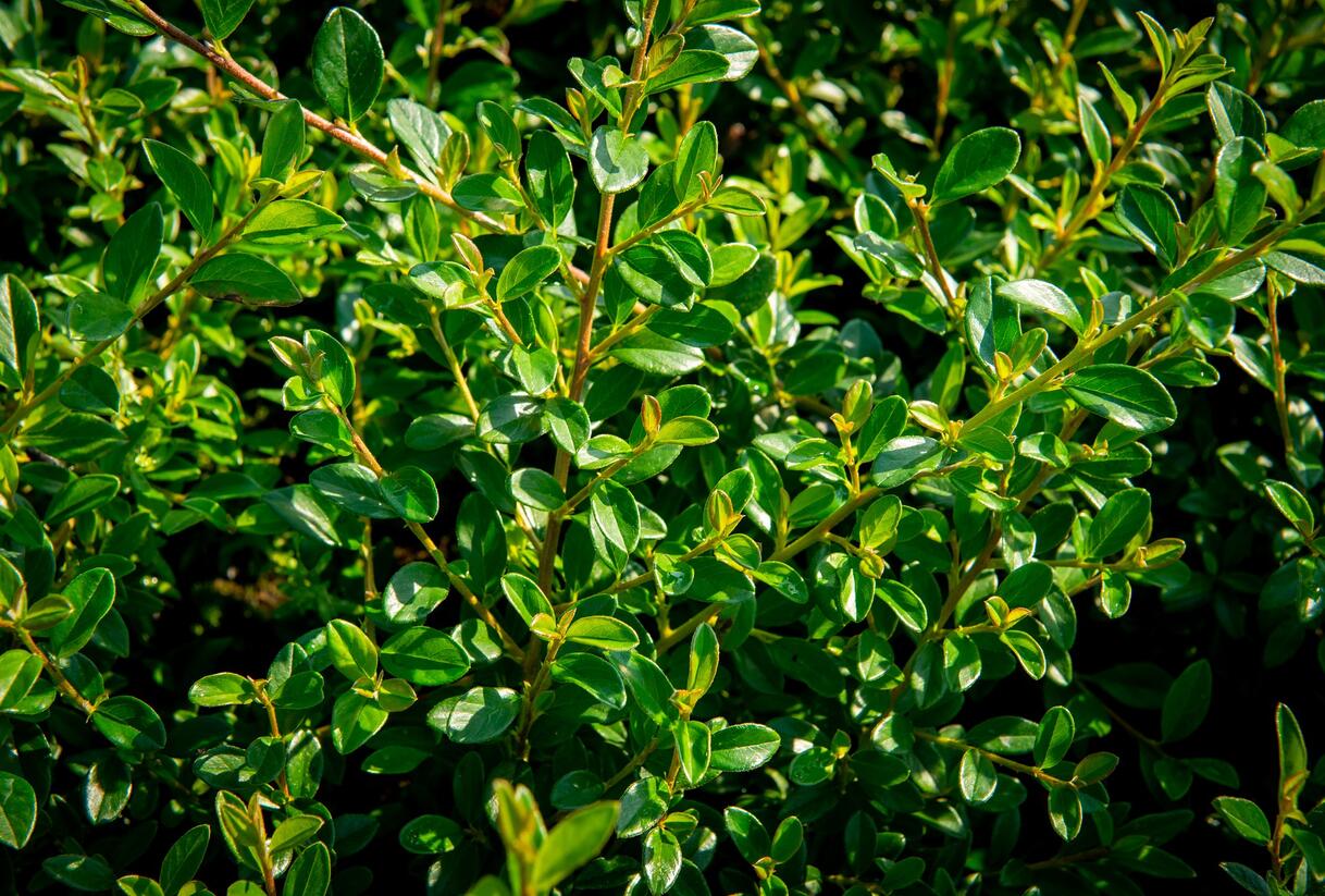 Skalník 'Little Beauty' - Cotoneaster x suecicus 'Little Beauty'