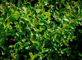 Skalník 'Little Beauty' - Cotoneaster x suecicus 'Little Beauty'