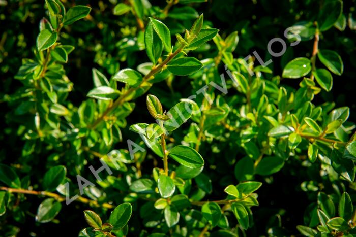 Skalník 'Little Beauty' - Cotoneaster x suecicus 'Little Beauty'