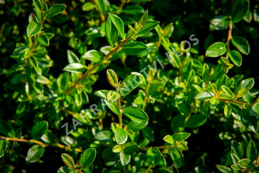 Skalník 'Little Beauty' - Cotoneaster x suecicus 'Little Beauty'