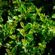 Skalník 'Little Beauty' - Cotoneaster x suecicus 'Little Beauty'