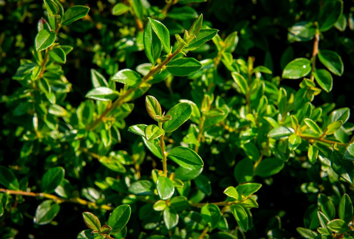 Skalník 'Little Beauty' - Cotoneaster x suecicus 'Little Beauty'