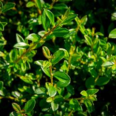 Skalník 'Little Beauty' - Cotoneaster x suecicus 'Little Beauty'